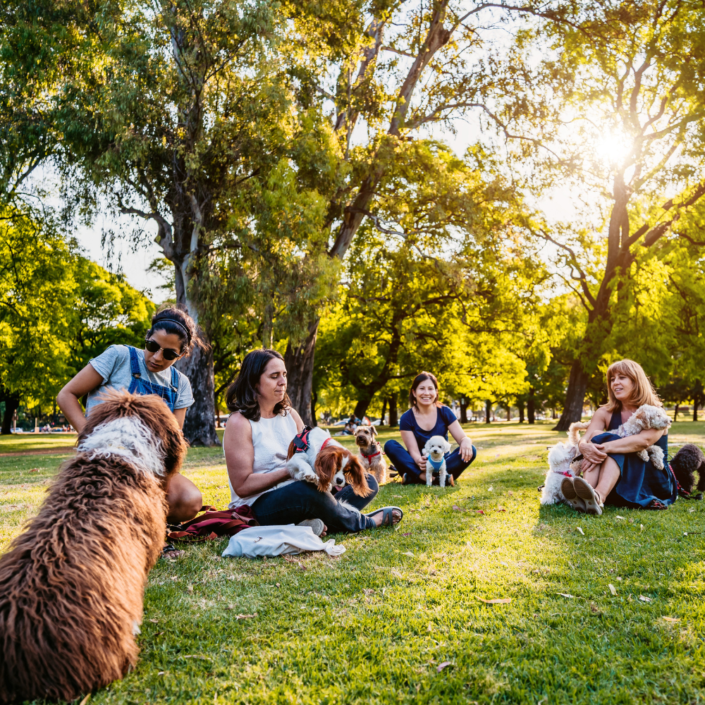 Club de Interacciones Caninas