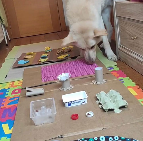 perro jugando a juegos olfativos