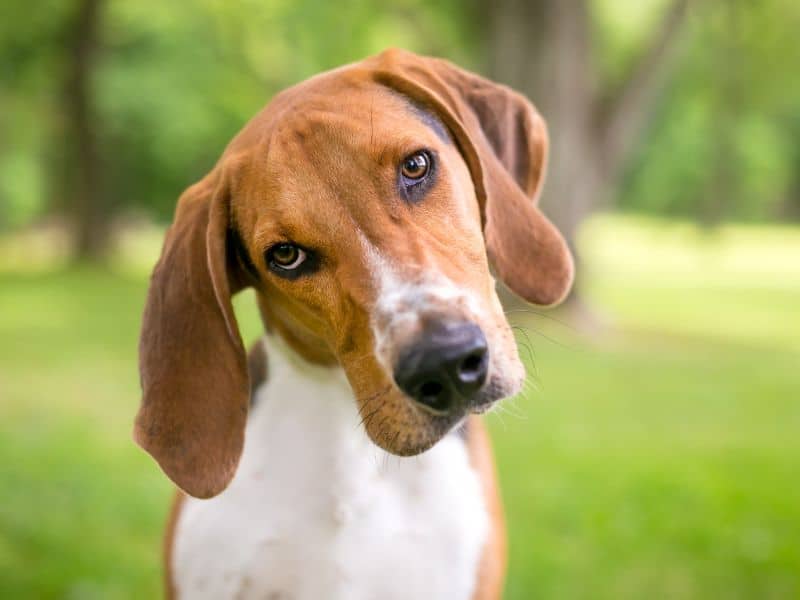 Perro curioso