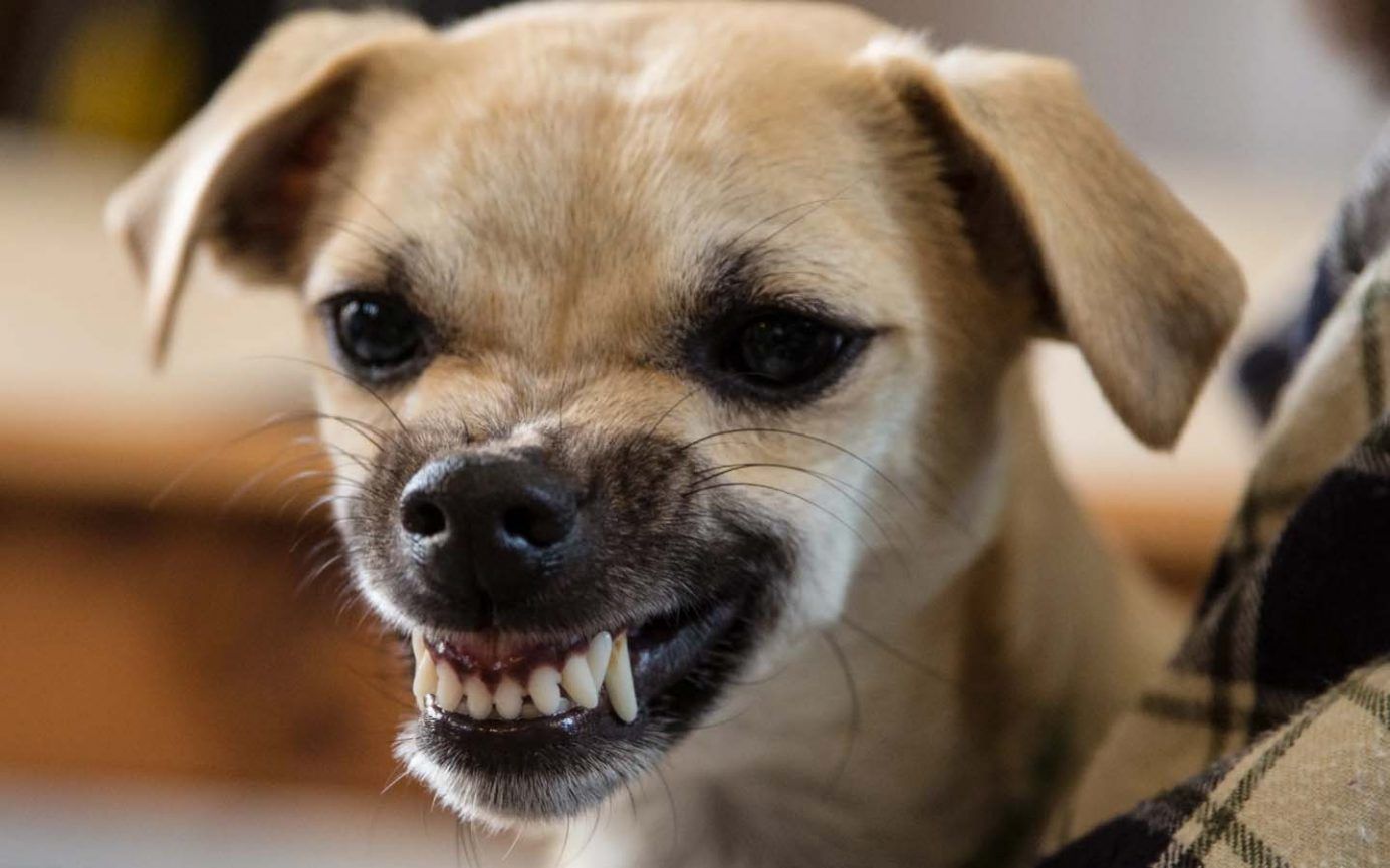 mi perro me gruñe, debo reñirle
