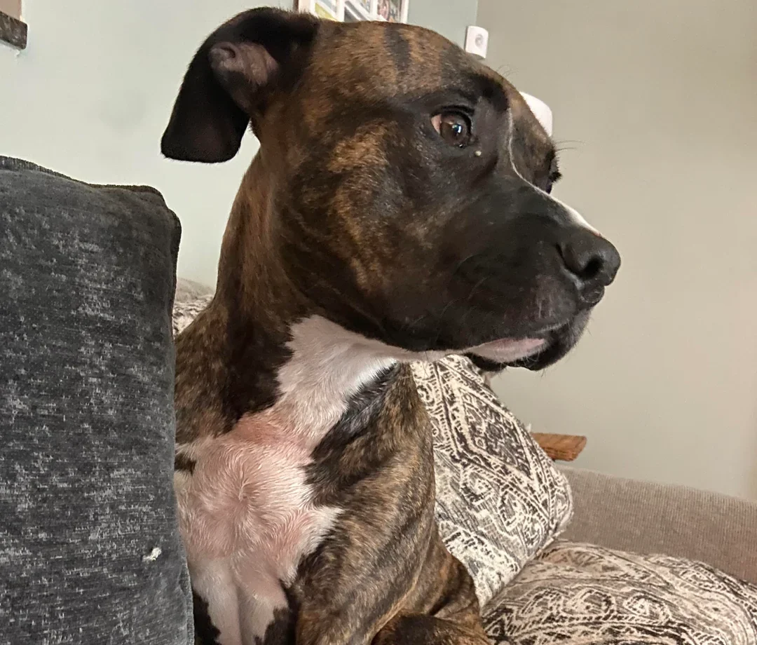mi perro me aparta la mirada