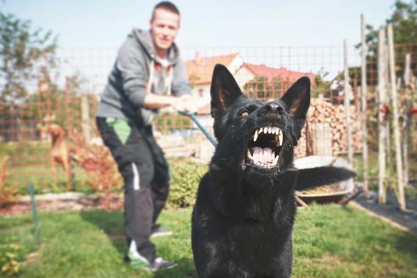 mi_perro_ladra_a_otros_perros_cuando_va_atadomi_perro_ladra_a_otros_perros_cuando_va_atado
