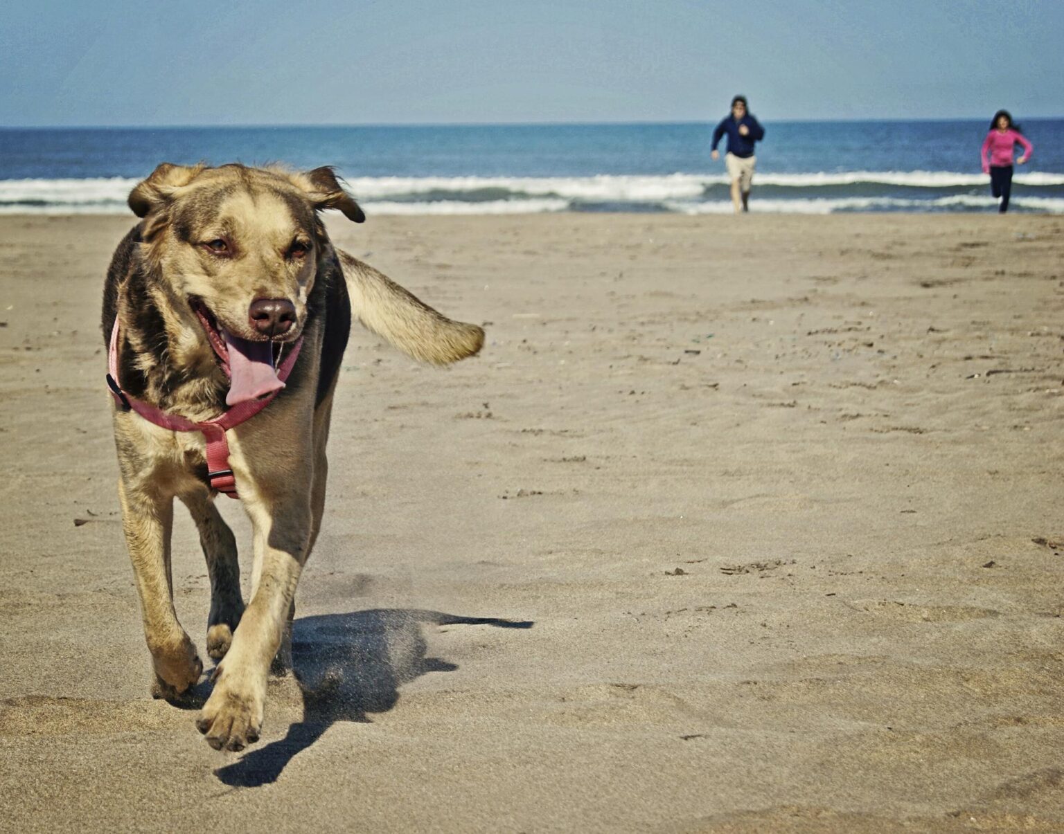 mi perro no me hace caso, escapa, corre, lo persigo, no viene