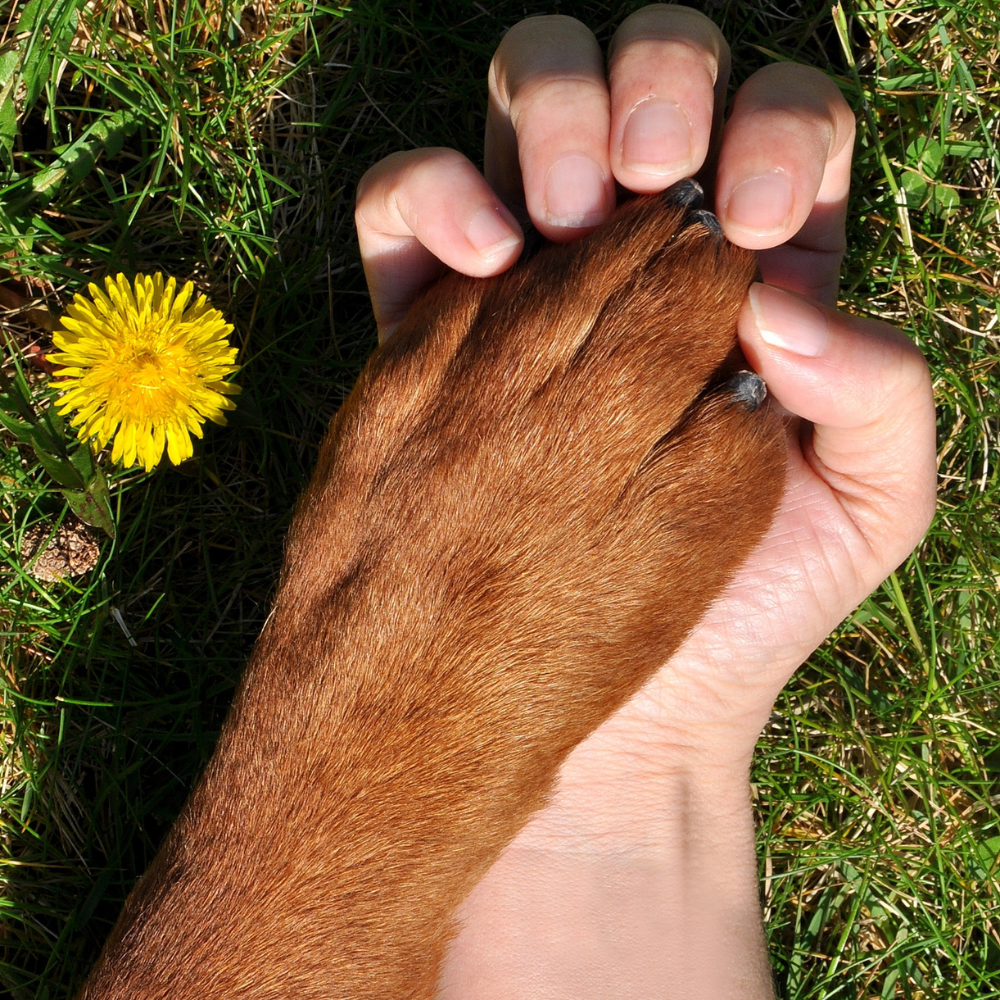 Pata de perro y mano humana