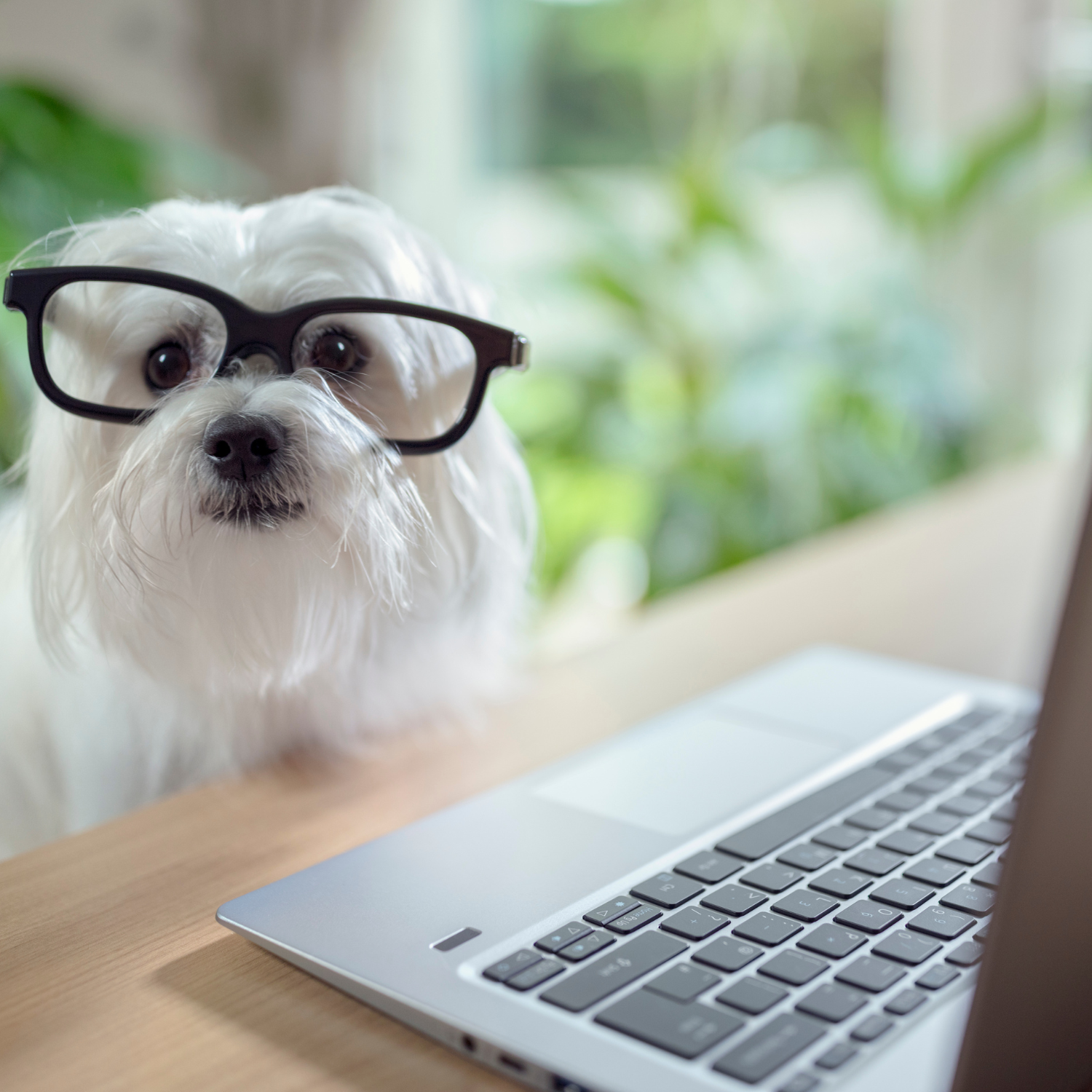 Mentoría Online